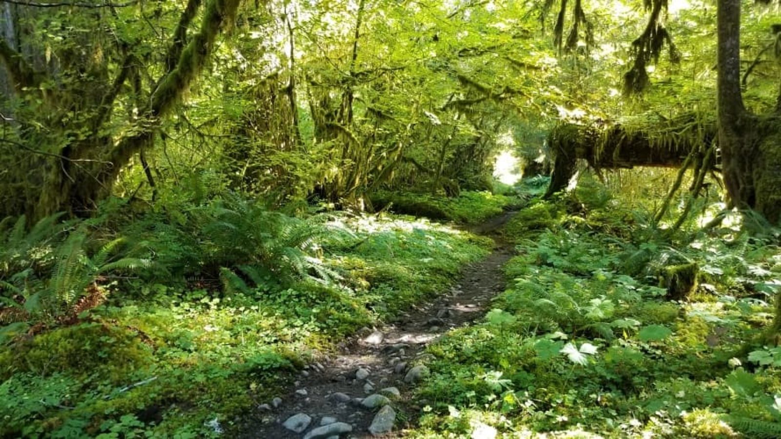 Welcome to the Hoh Rainforest in Olympic National Park | Recal Travel